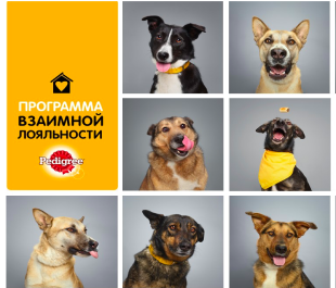 BBDO Moscow & PEDIGREE®: история о том, как более 40 собак нашли дом