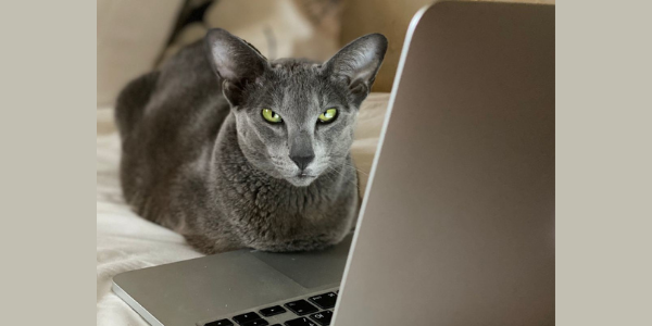 Мою рекламу скликивают — что делать?