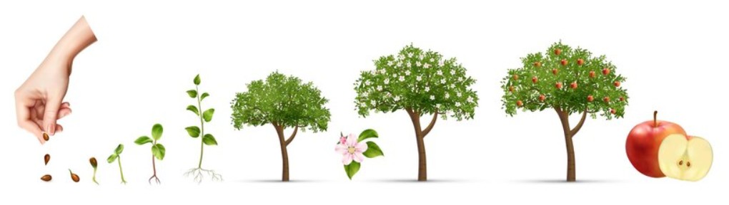 посев в Telegram и ВКонтакте - фото