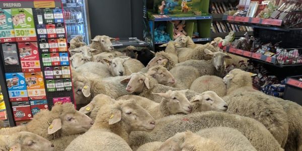 Овцы целы и&nbsp;маркетологи сыты: стадо животных подало креативную идею для&nbsp;кампании Penny